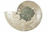 Cut & Polished Ammonite Fossil (Half) - Madagascar #241015-1